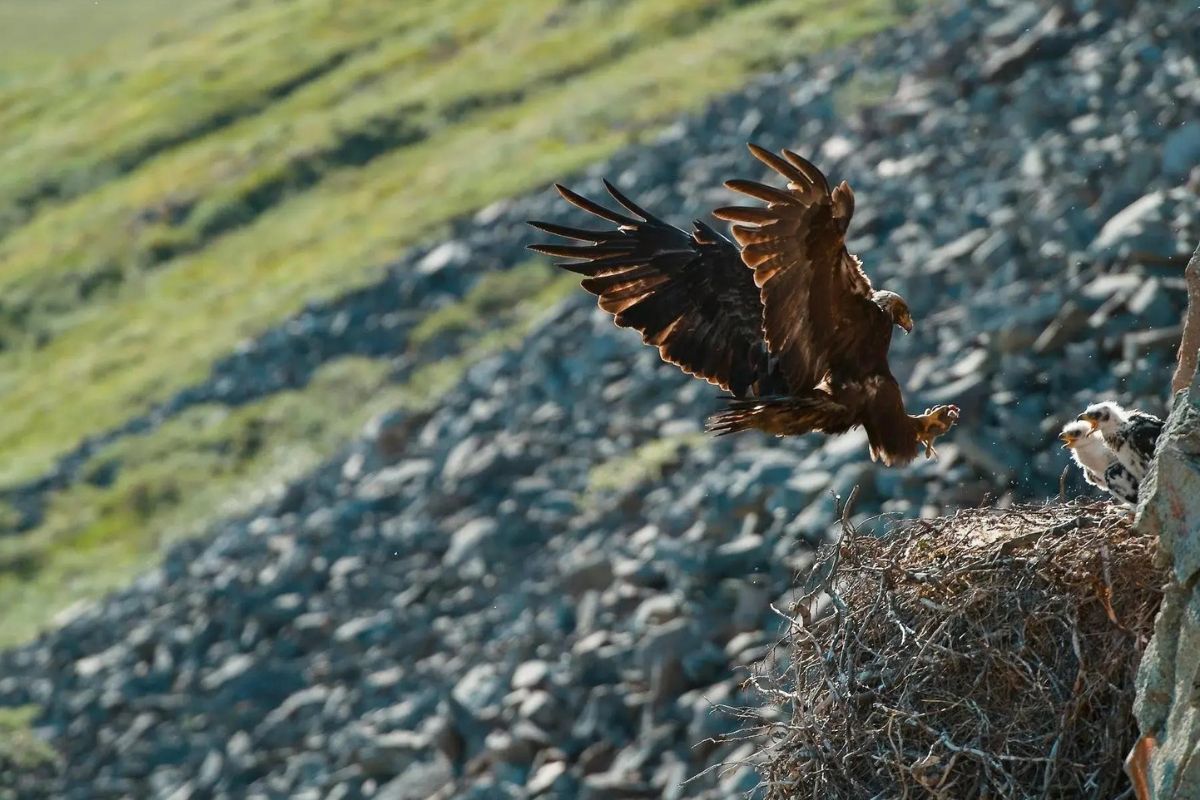 Secret-Cliffs-Of-The-Golden-Eagles secret-cliffs-of-the-golden-eagles