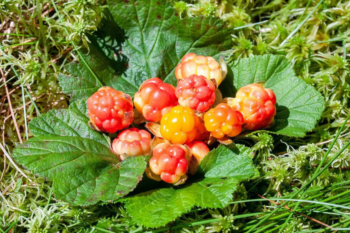 Secret-Cloudberry-Bogs-Of-Alaska-Revealed secret-cloudberry-bogs-of-alaska-revealed