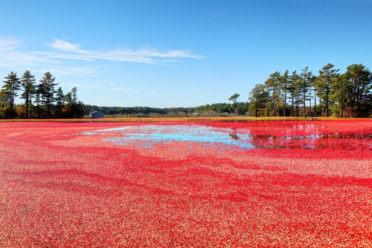 Secret-Cranberry-Bogs-Of-Massachusetts secret-cranberry-bogs-of-massachusetts