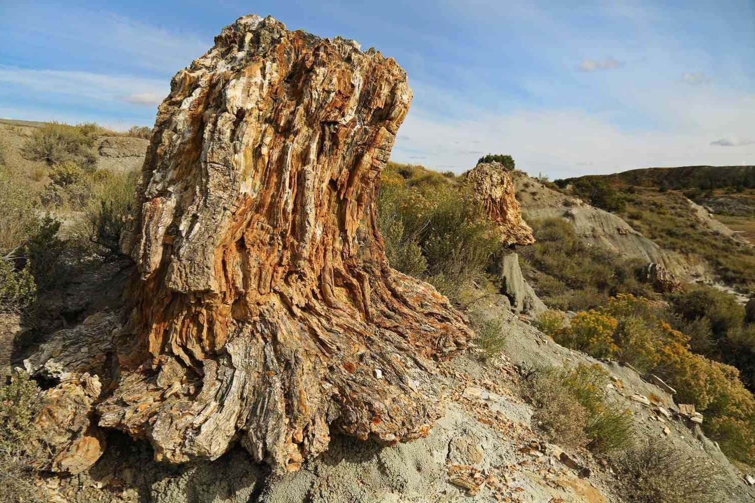 Secret-Fossil-Forests-In-Theodore-Roosevelt-National-Park secret-fossil-forests-in-theodore-roosevelt-national-park