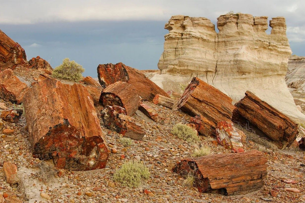 Secret-Fossil-Forests-Of-Arizona8217s-Petrified-Forest-National-Park secret-fossil-forests-of-arizonas-petrified-forest-national-park