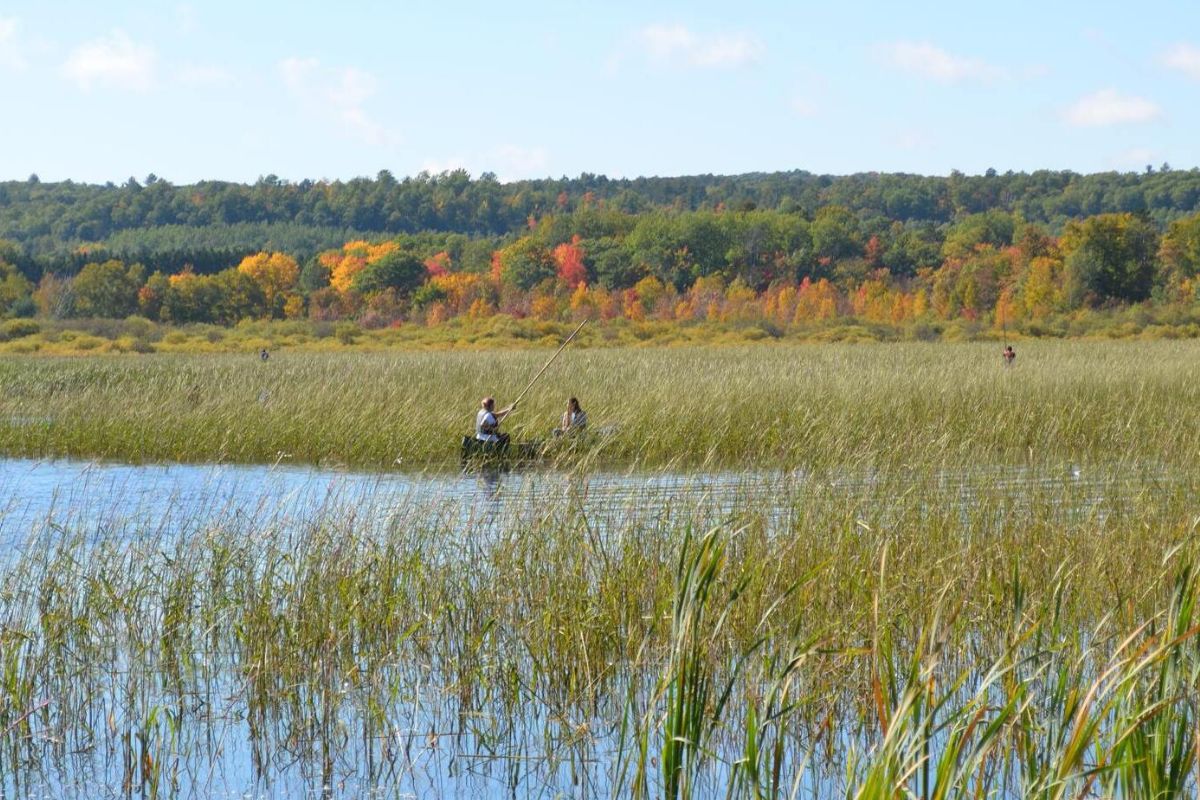 Secret-Harvesting-Grounds-Of-Wisconsin8217s-Wild-Rice secret-harvesting-grounds-of-wisconsins-wild-rice