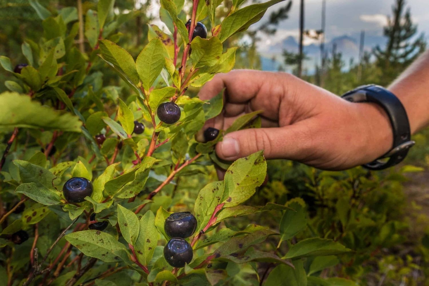 secret-huckleberry-meadows-of-idaho