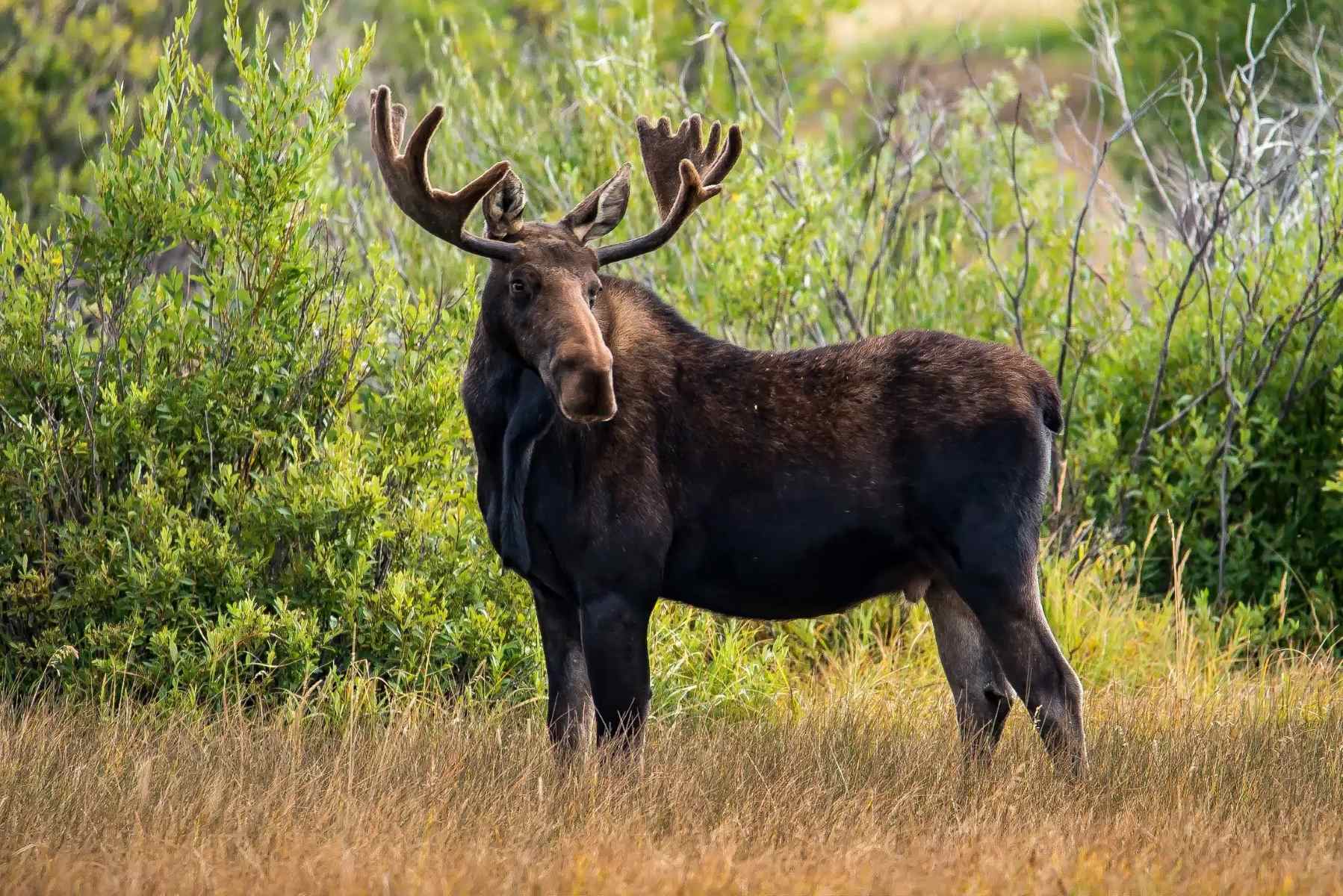 Secret-Moose-Yards-Of-The-Rockies secret-moose-yards-of-the-rockies