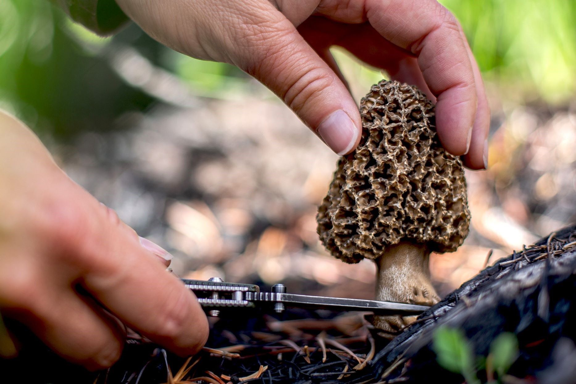 secret-morel-mushroom-hunting-spots-revealed