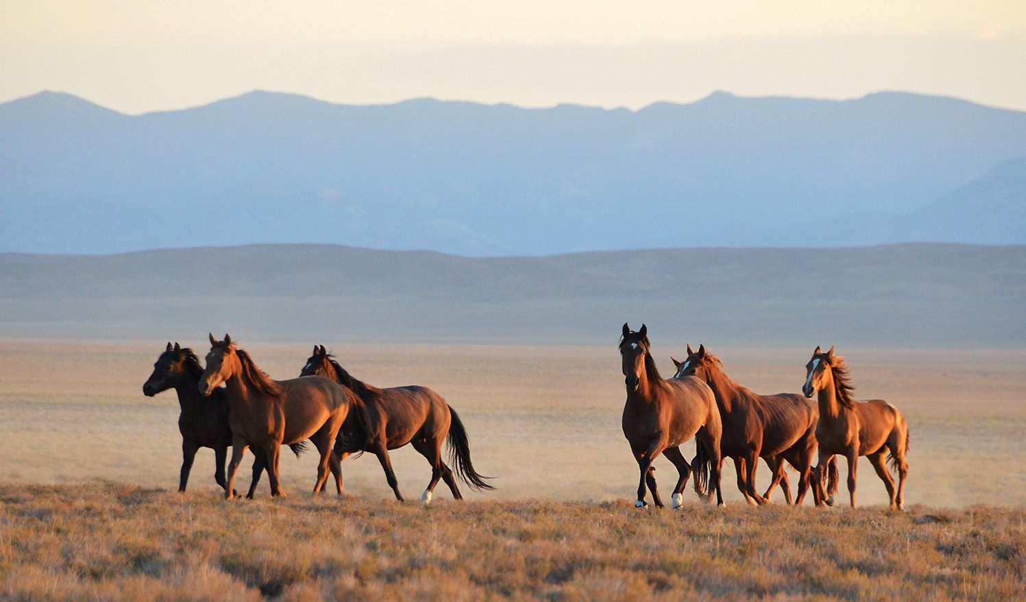 Secret-Mustang-Viewing-Spots-In-Nevada secret-mustang-viewing-spots-in-nevada