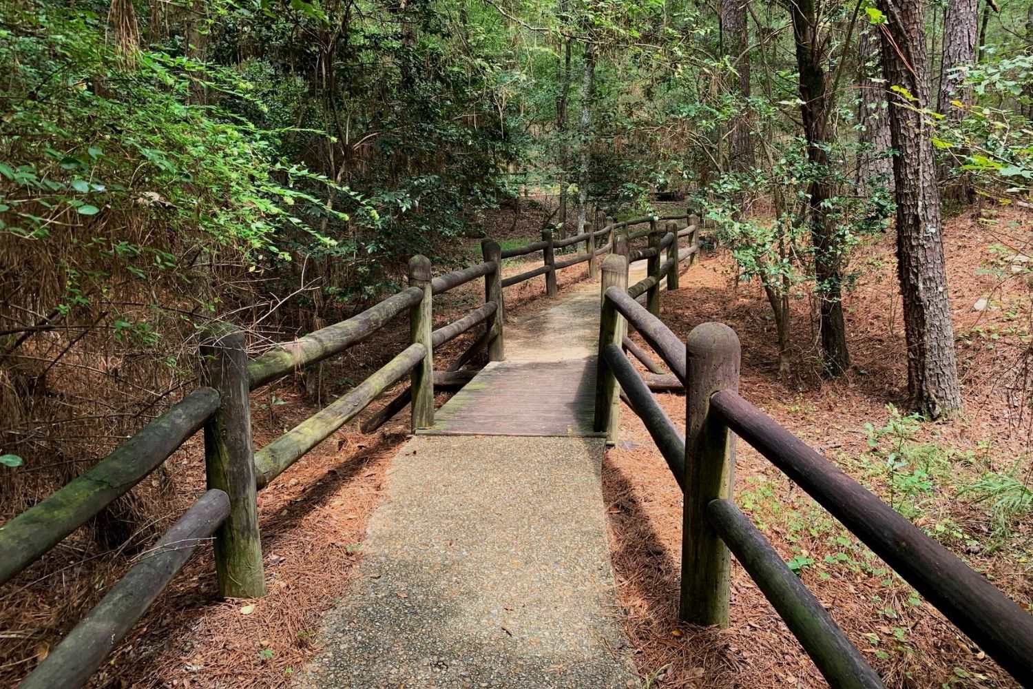 secret-petrified-wood-locations-in-mississippi