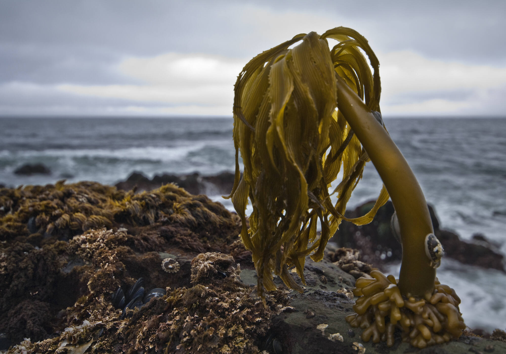 secret-sea-palm-harvesting-spots-of-the-pacific-coast