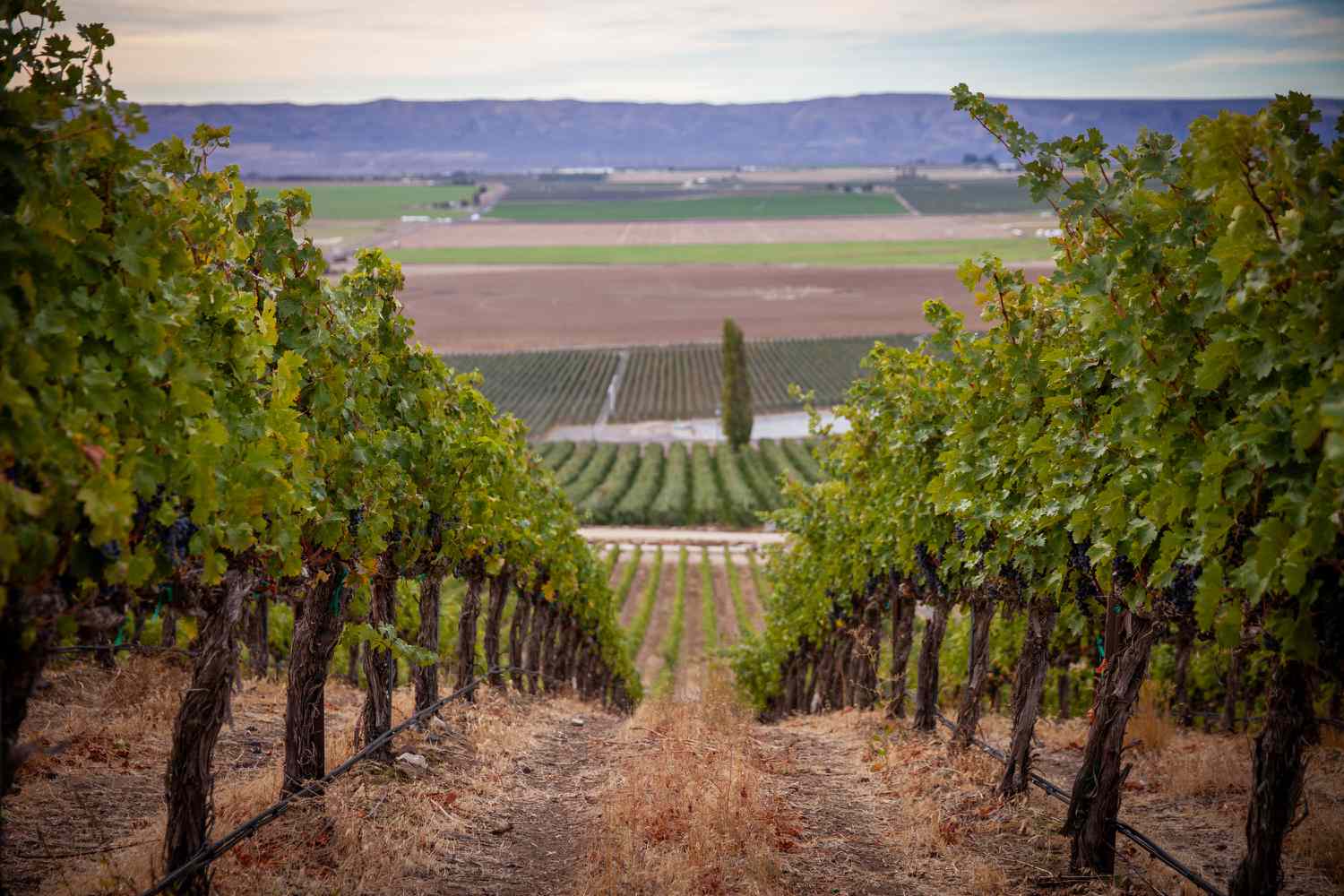 Secret-Spots-Top-Wineries-In-Washington-State secret-spots-top-wineries-in-washington-state