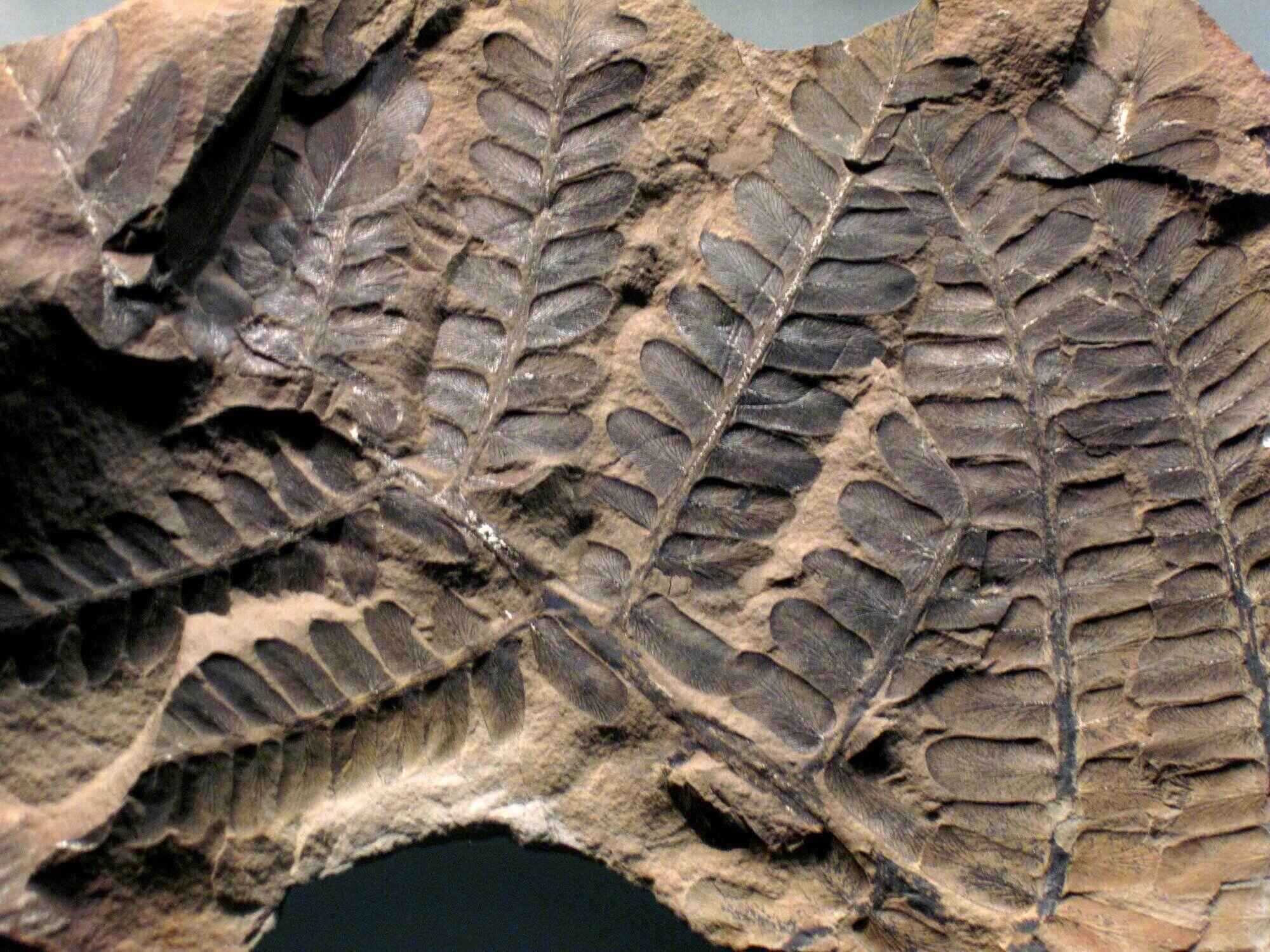 Secret-Stones-Of-The-Midwest-Hidden-Trilobite-Fossil-Beds secret-stones-of-the-midwest-hidden-trilobite-fossil-beds