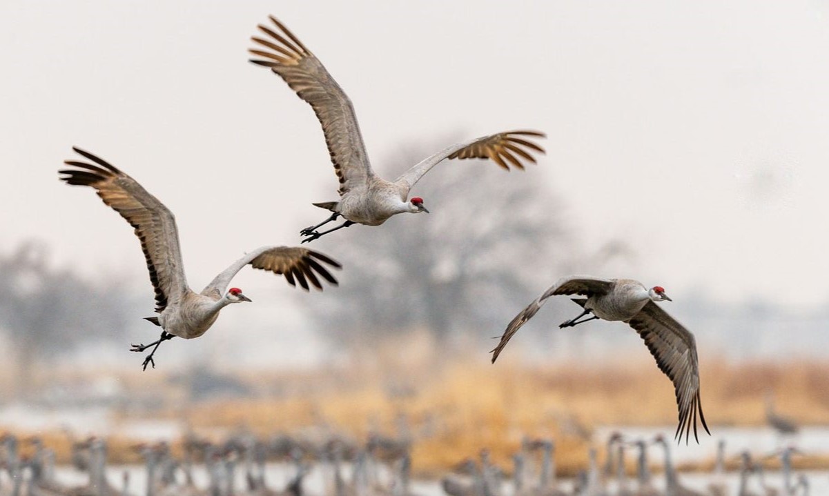 Secret-Stopover-Points-Of-Sandhill-Crane-Migration secret-stopover-points-of-sandhill-crane-migration