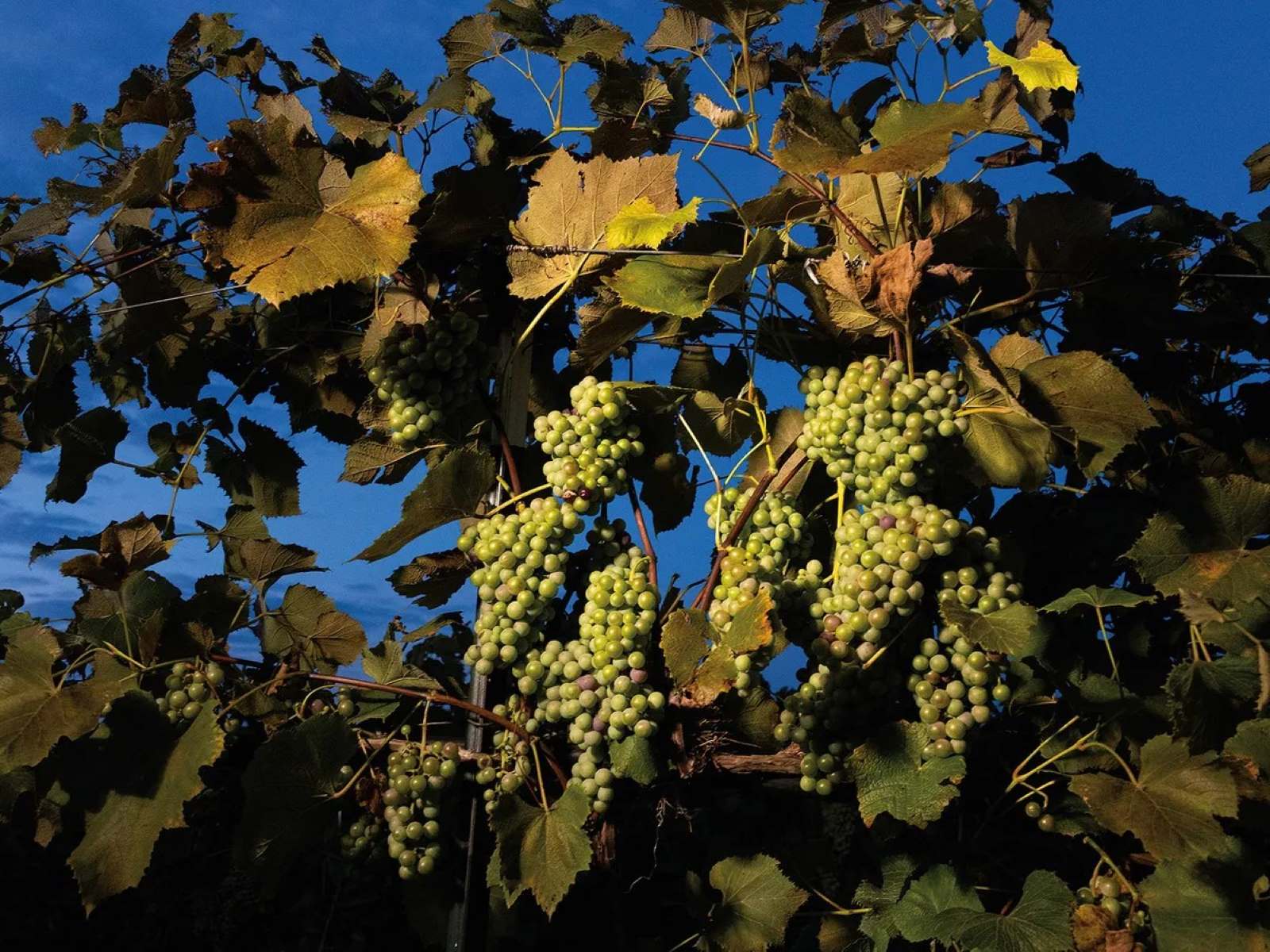Secret-Vintages-Hybrid-Grape-Vineyards-Of-The-Midwest secret-vintages-hybrid-grape-vineyards-of-the-midwest
