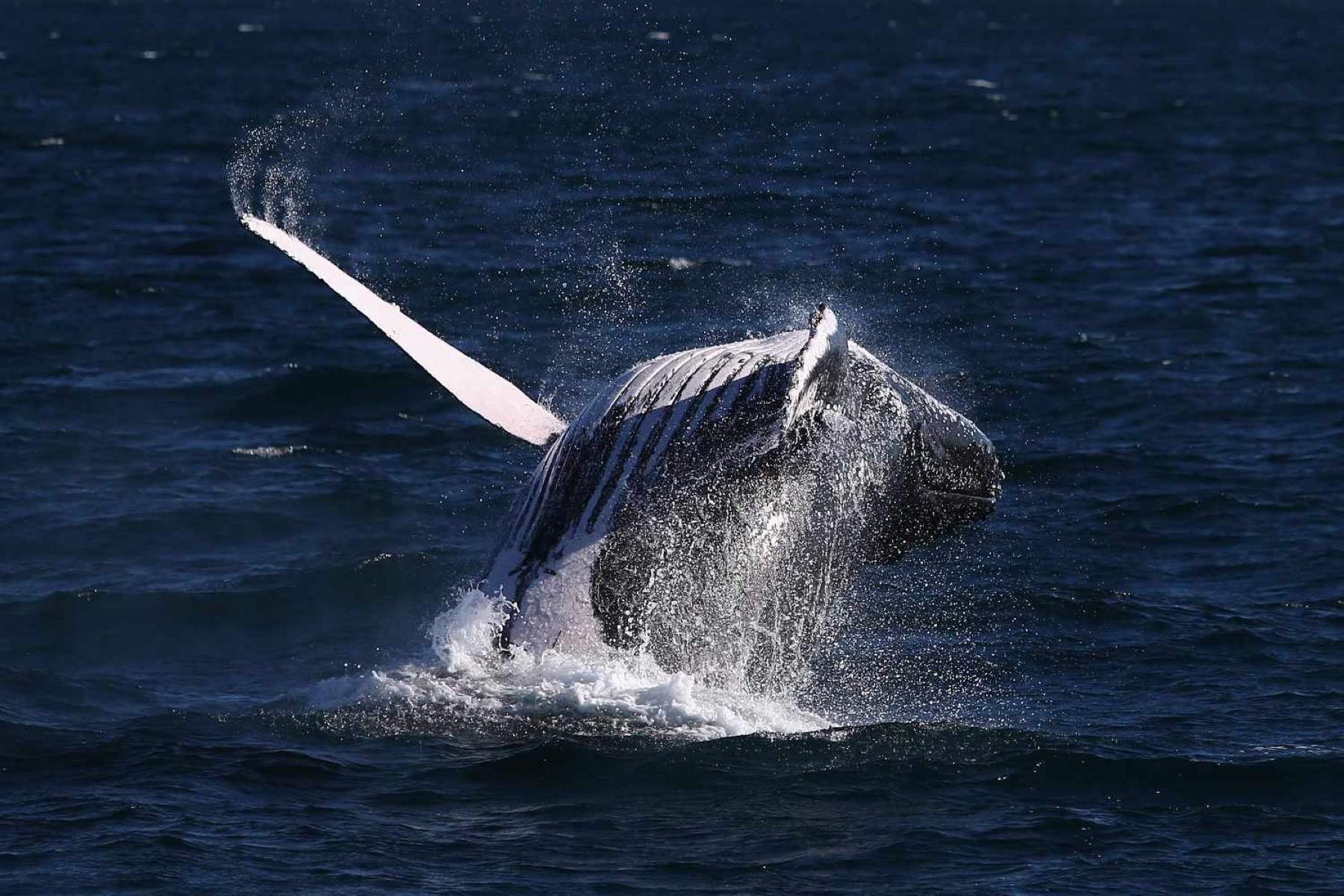 Secret-Whale-Watching-Spots-Of-Cape-Ann secret-whale-watching-spots-of-cape-ann