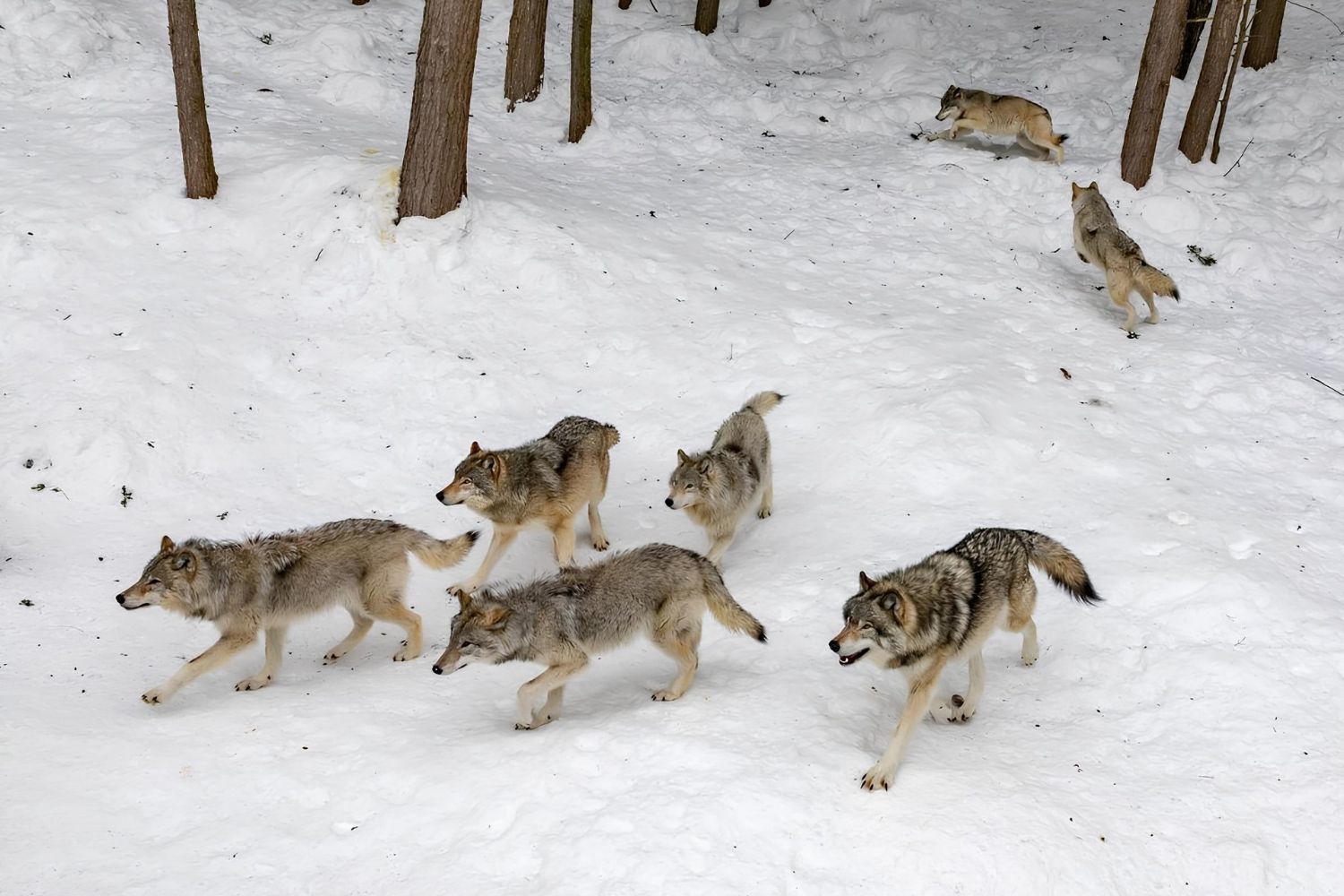 secret-wolf-territories-of-michigan