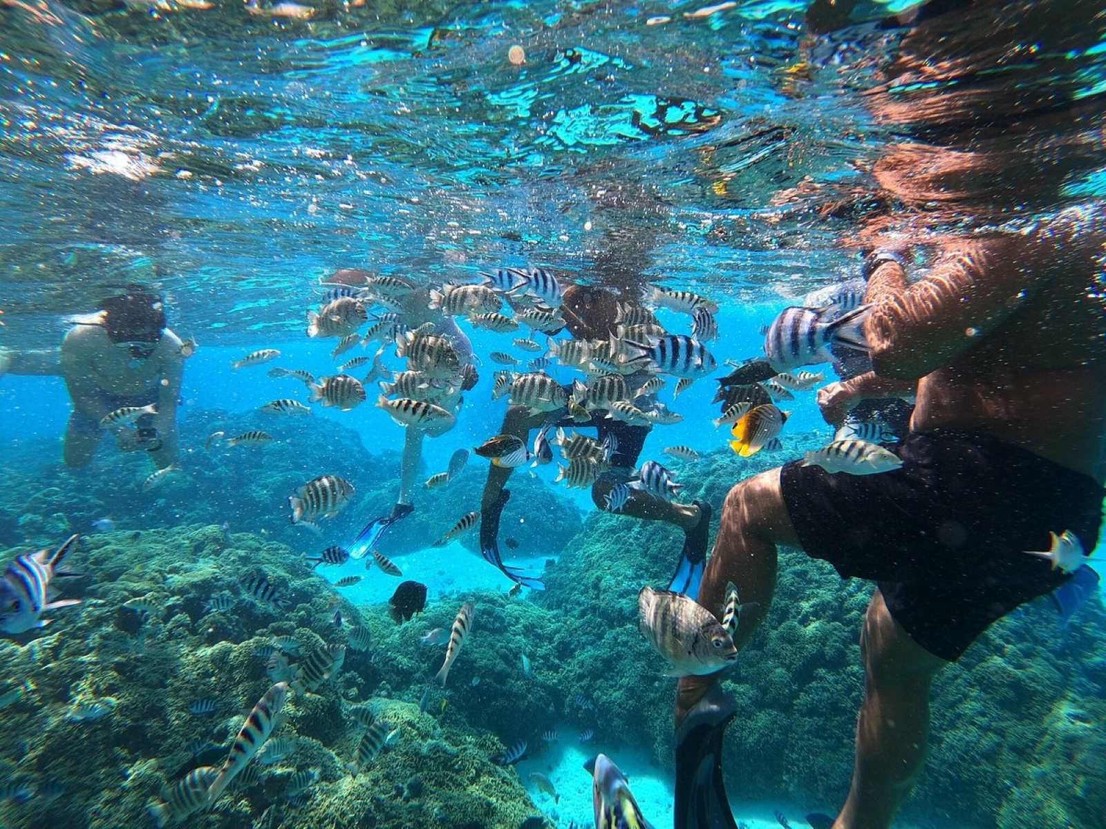 secrets-of-bora-bora-lagoon-snorkeling