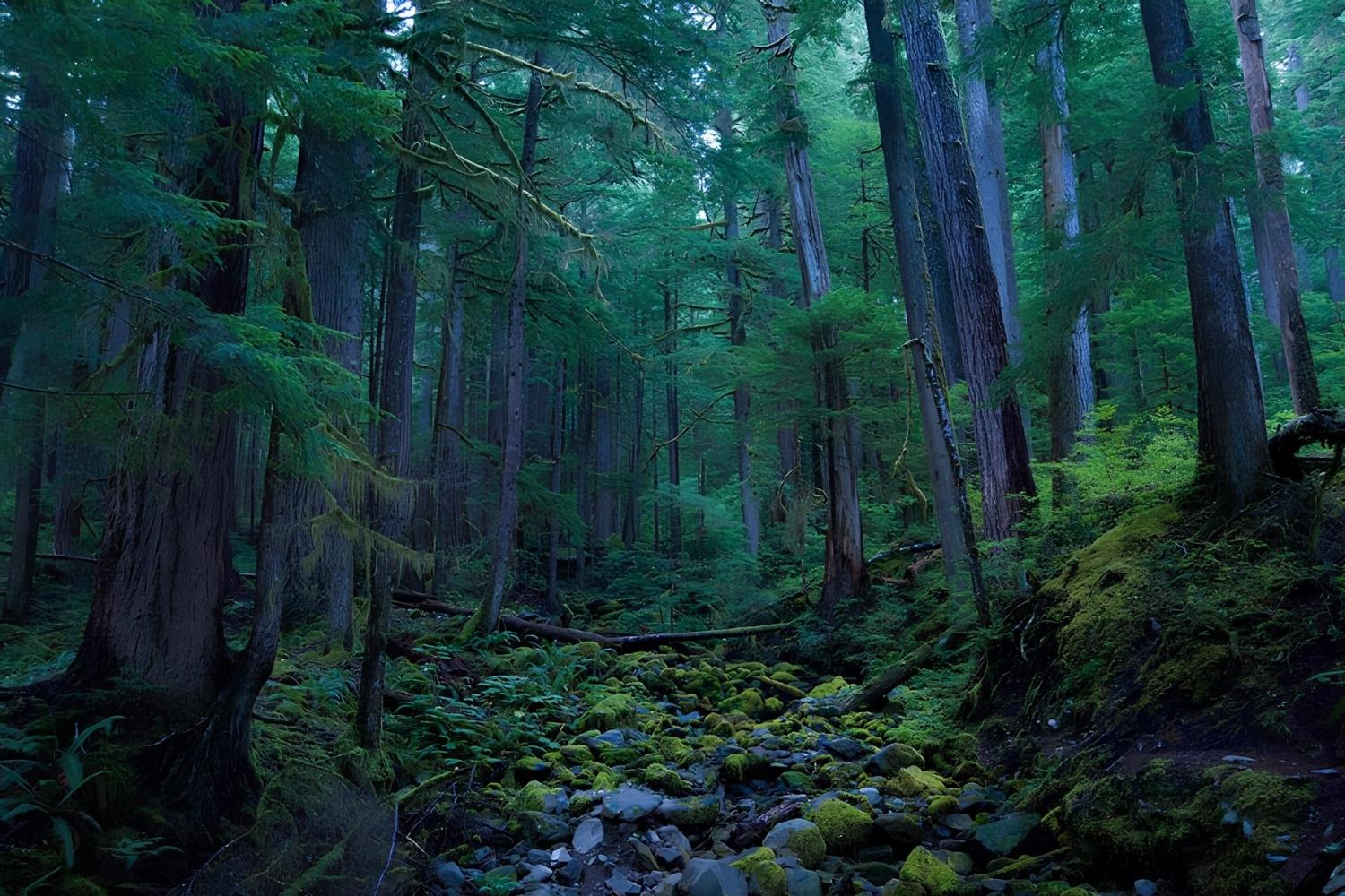 Secrets-Of-Hemlock-Groves-In-Pennsylvania8217s-Cook-Forest secrets-of-hemlock-groves-in-pennsylvanias-cook-forest