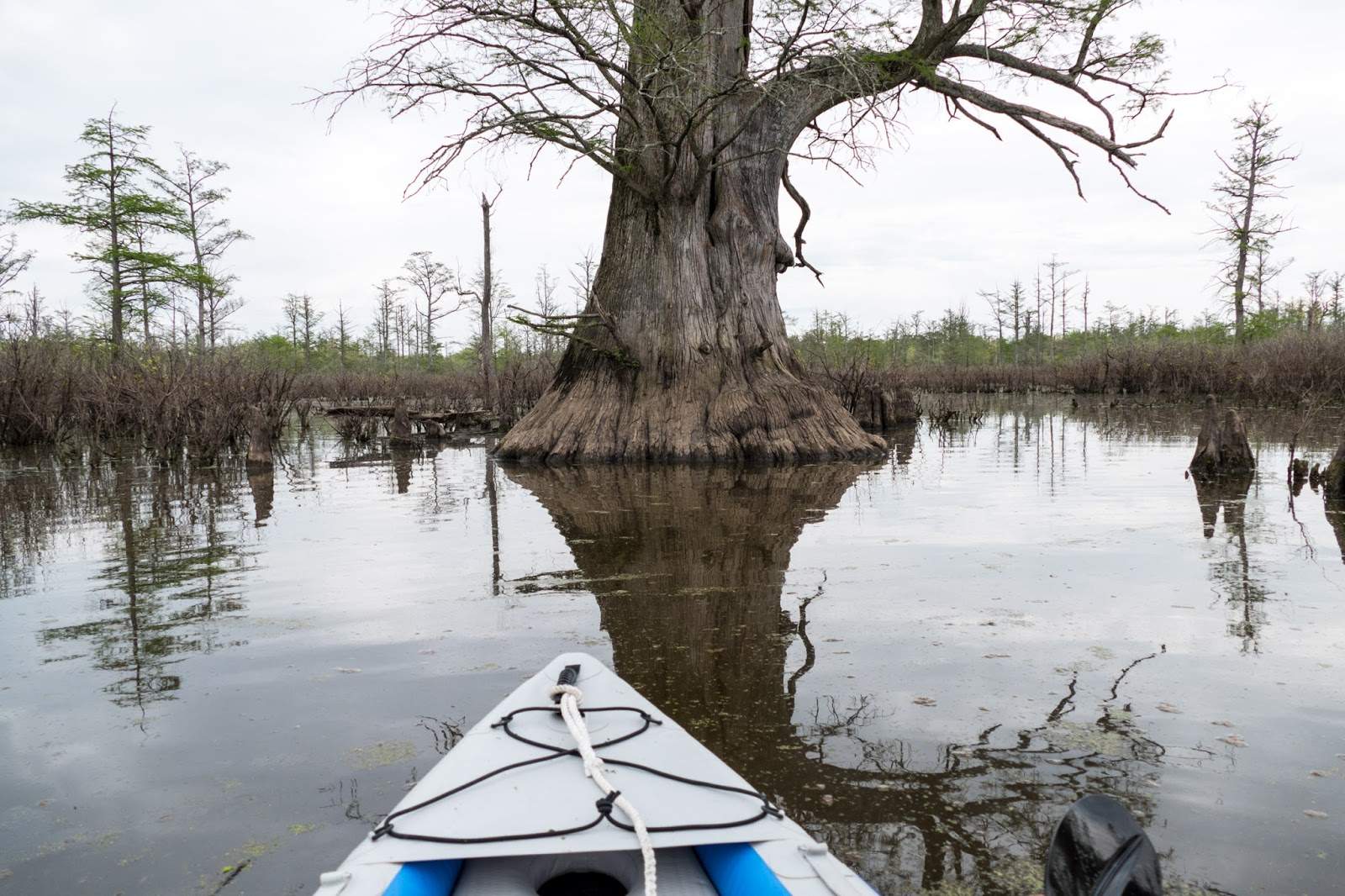 Secrets-Of-Illinois8217-Bald-Cypress-Swamps secrets-of-illinois-bald-cypress-swamps