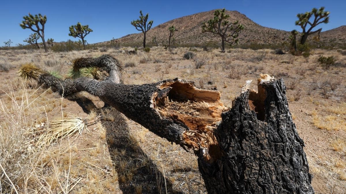 Secrets-Of-Joshua-Tree-National-Park-Revealed secrets-of-joshua-tree-national-park-revealed