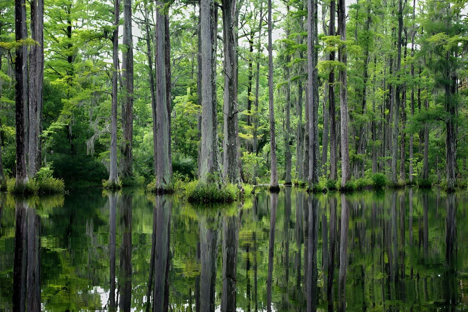 Secrets-Of-South-Carolina8217s-Bald-Cypress-Swamps secrets-of-south-carolinas-bald-cypress-swamps