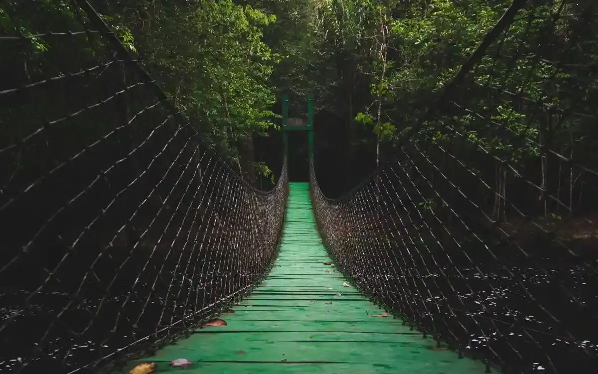 Secrets-Of-The-Amazon-Rainforest-Canopy-Walkway secrets-of-the-amazon-rainforest-canopy-walkway