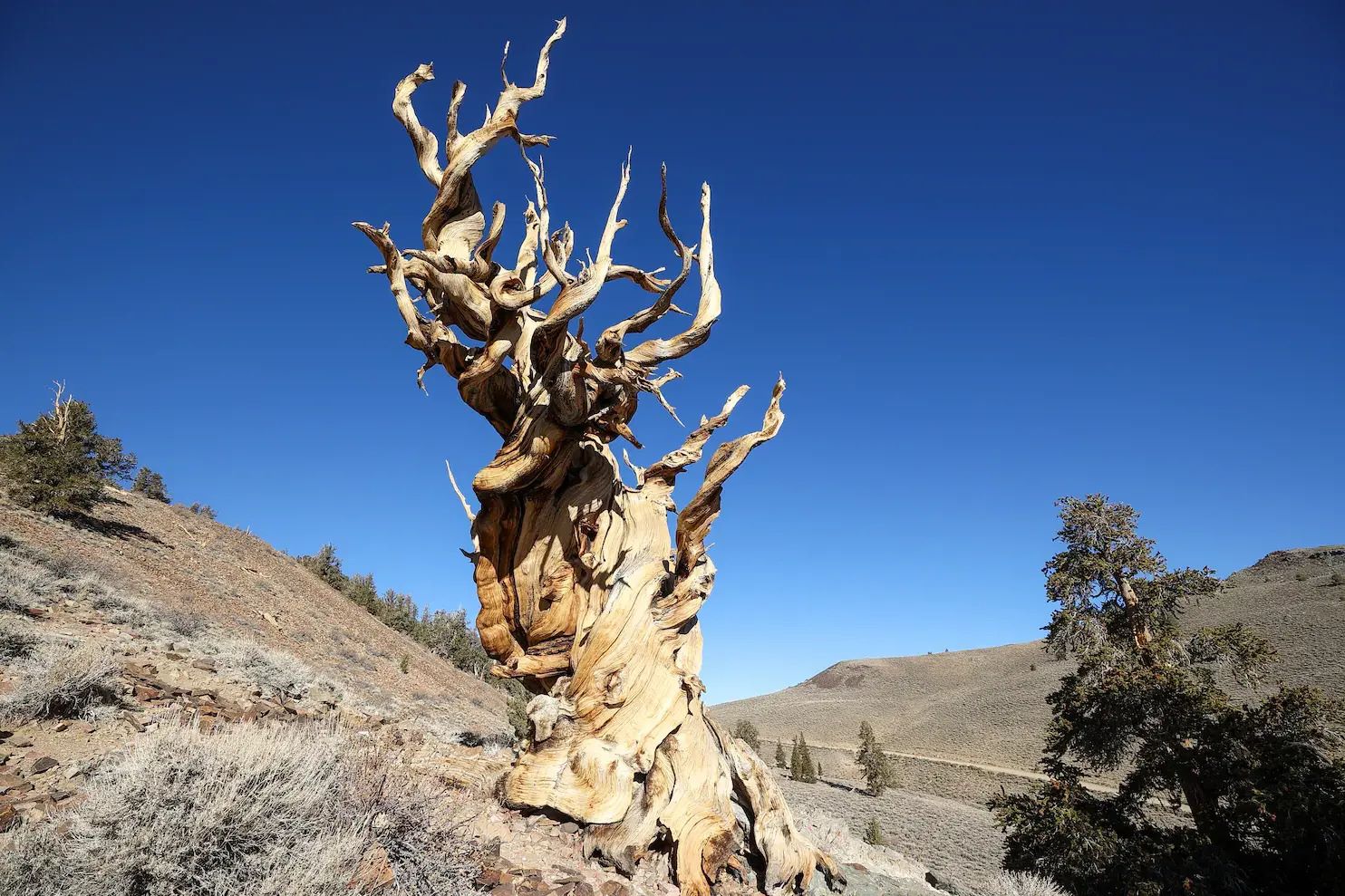 Secrets-Of-The-Ancient-Bristlecone-Pine-Forest secrets-of-the-ancient-bristlecone-pine-forest