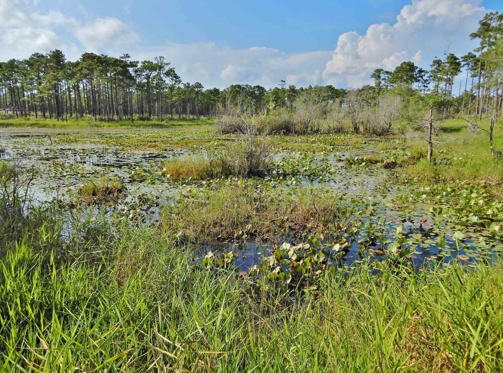 Secrets-Of-The-Carolina-Wetlands secrets-of-the-carolina-wetlands