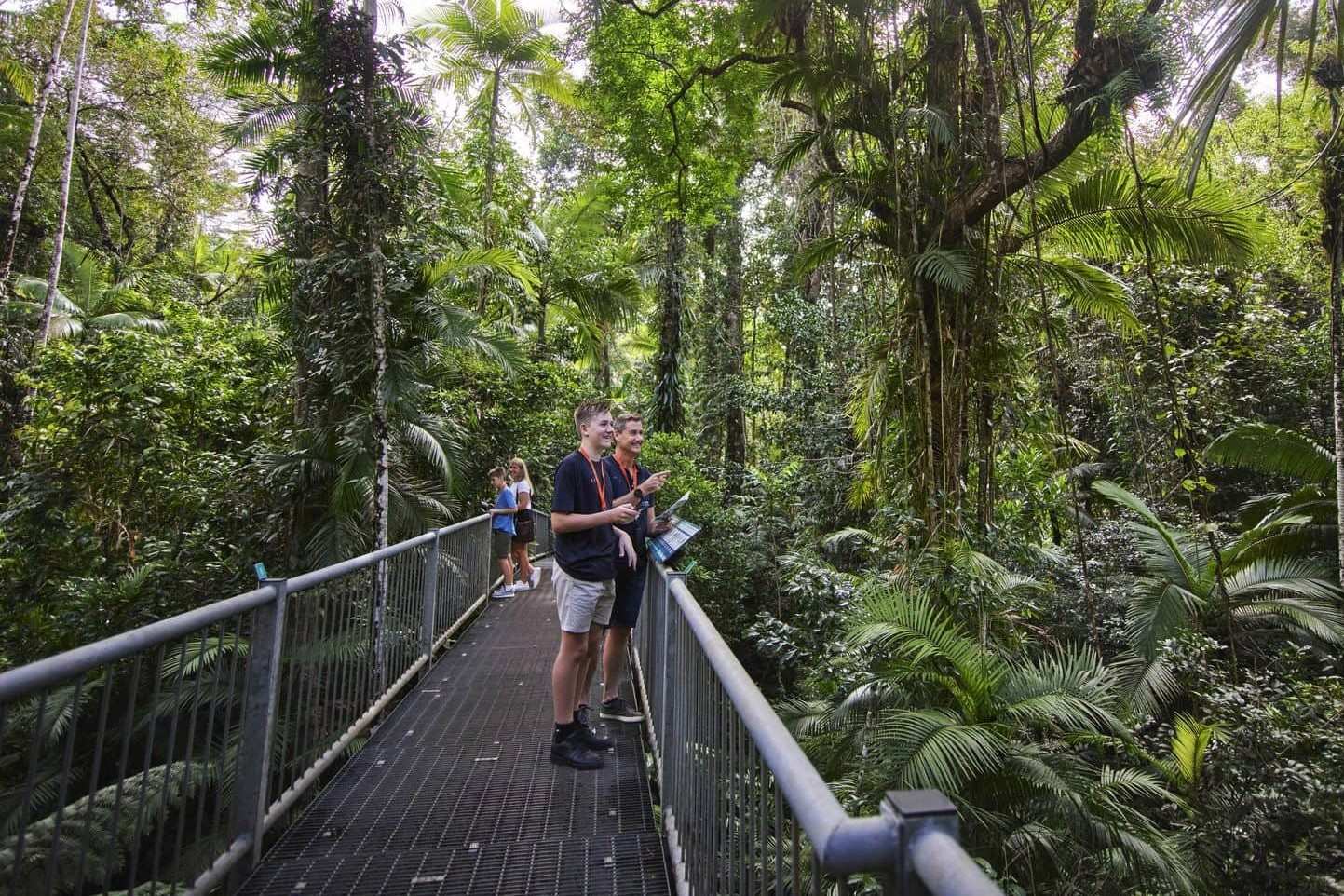 Secrets-Of-The-Daintree-Rainforest-Canopy-Walk secrets-of-the-daintree-rainforest-canopy-walk