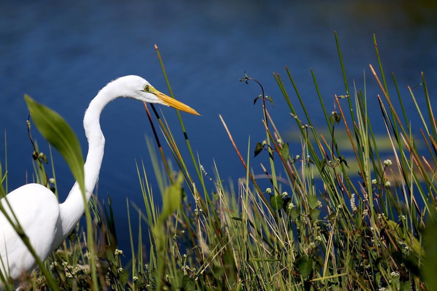 Secrets-Of-The-Everglades-Ecosystem secrets-of-the-everglades-ecosystem