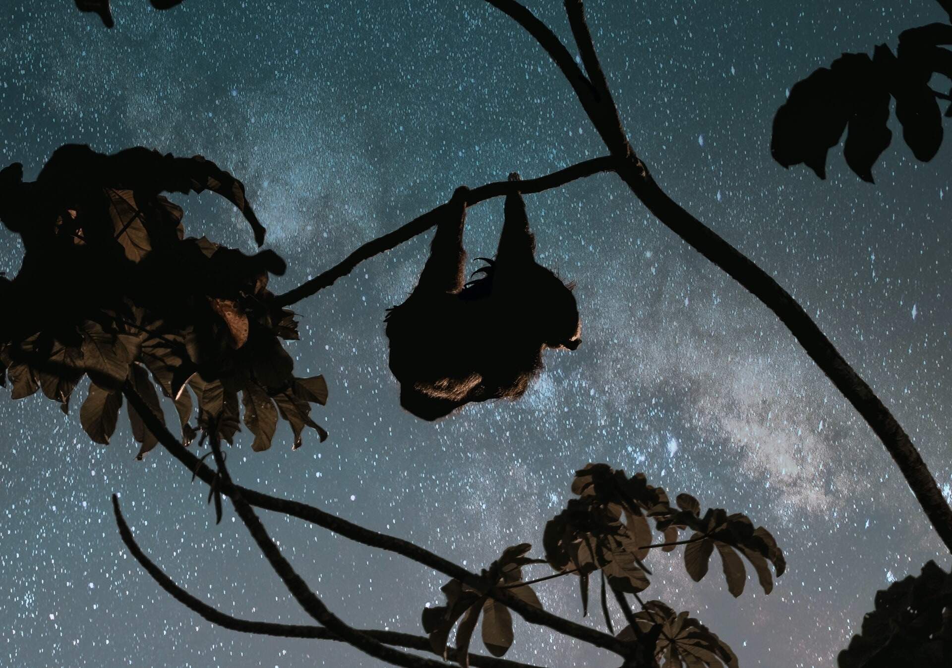 Secrets-Of-The-Monteverde-Cloud-Forest-At-Night secrets-of-the-monteverde-cloud-forest-at-night