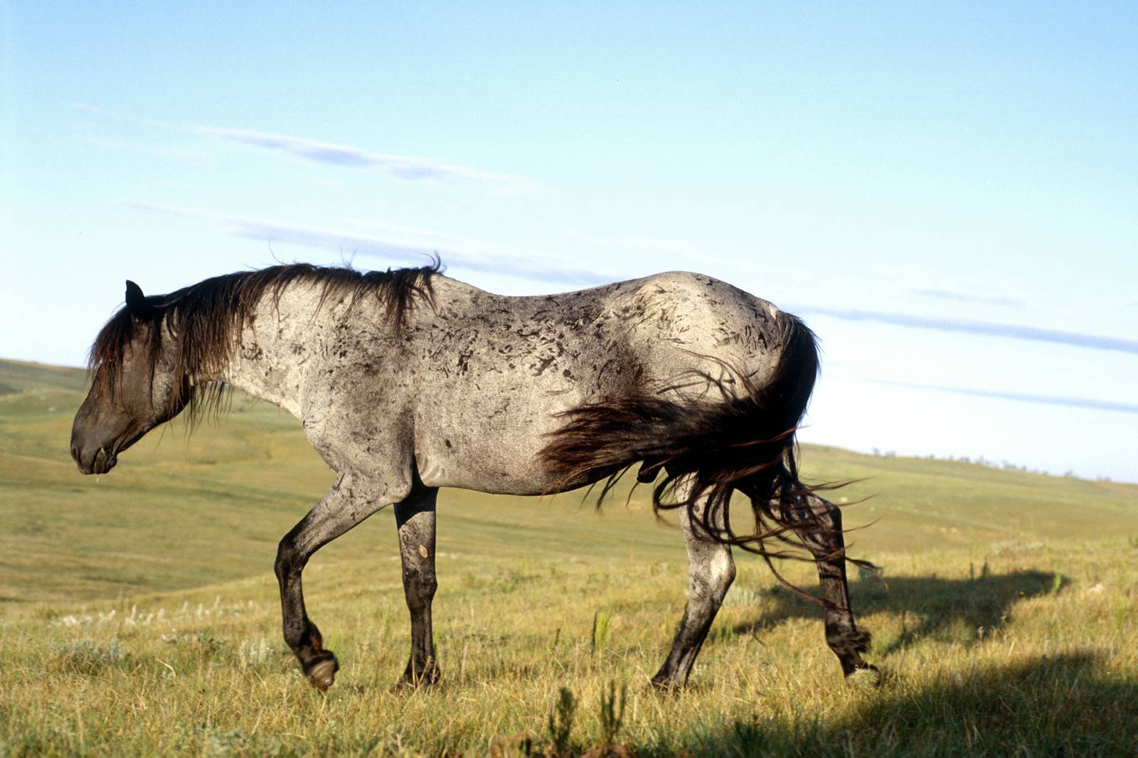 secrets-of-the-nokota-horse-preserves