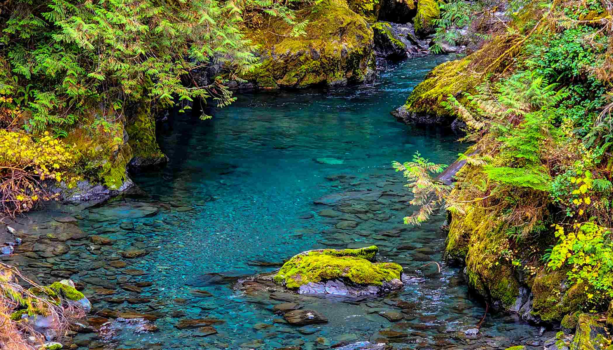 secrets-of-the-quinault-rain-forest