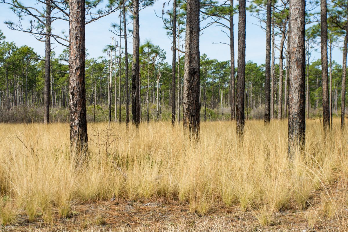 Secrets-Of-The-Wetlands-Hidden-Longleaf-Pine-Savannas secrets-of-the-wetlands-hidden-longleaf-pine-savannas