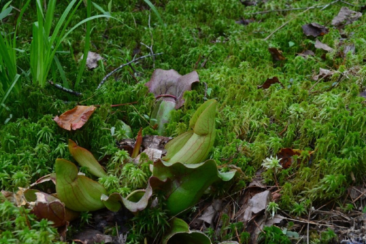 Secrets-Of-The-Wetlands-Hidden-Pitcher-Plant-Bogs-Of-The-Southeast secrets-of-the-wetlands-hidden-pitcher-plant-bogs-of-the-southeast