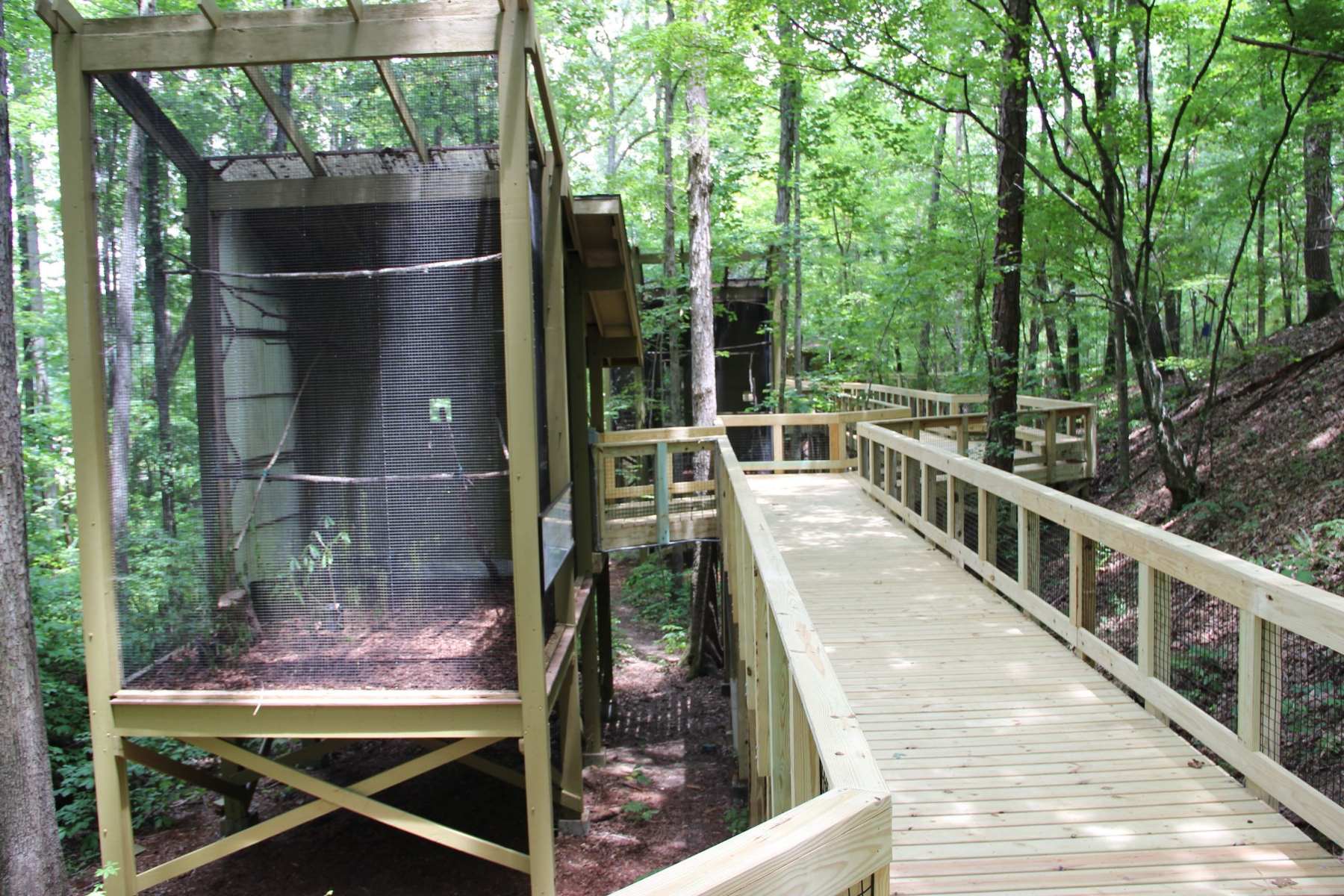 soaring-beauties-at-alabama-wildlife-center