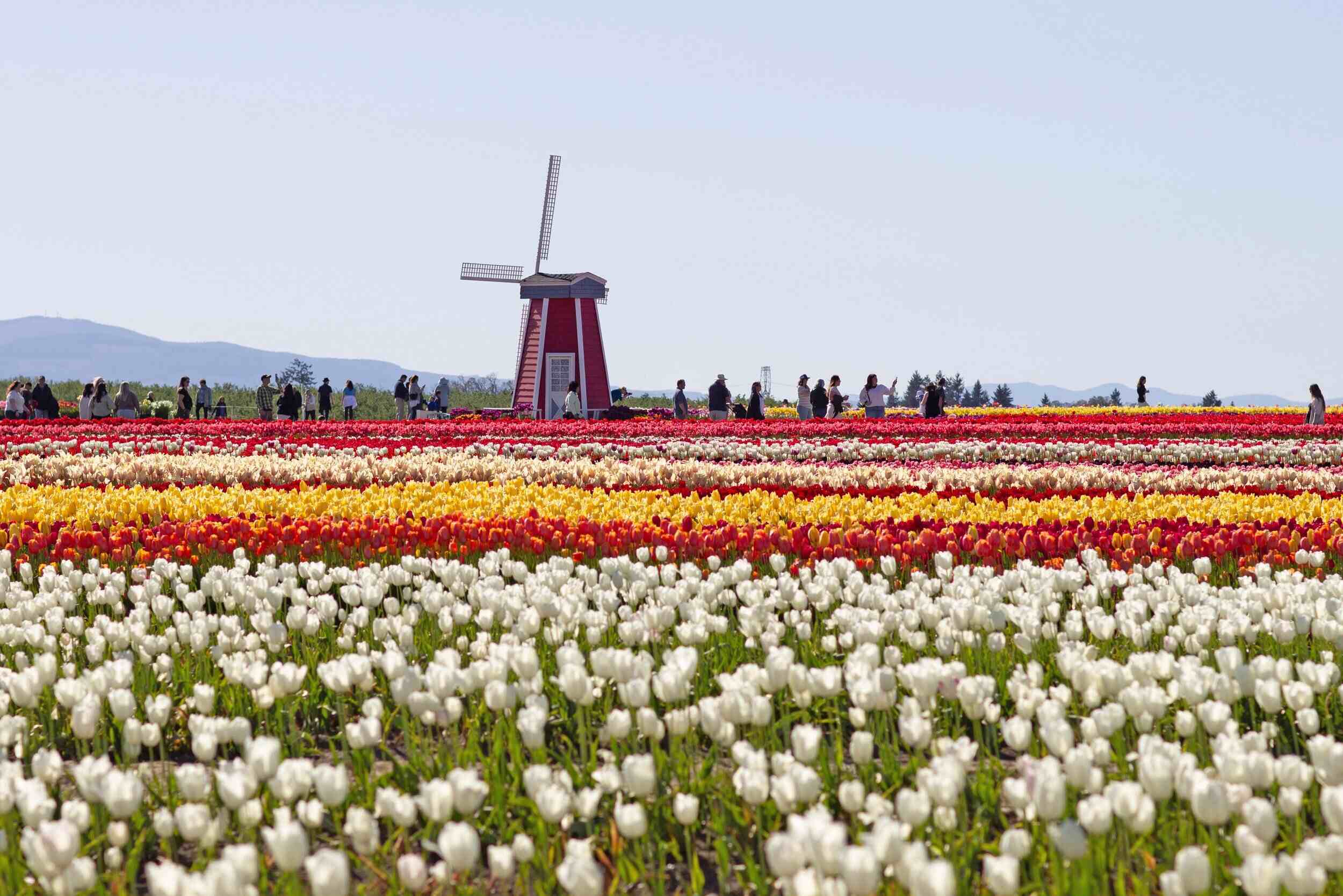springtime-magic-at-wooden-shoe-tulip-farm