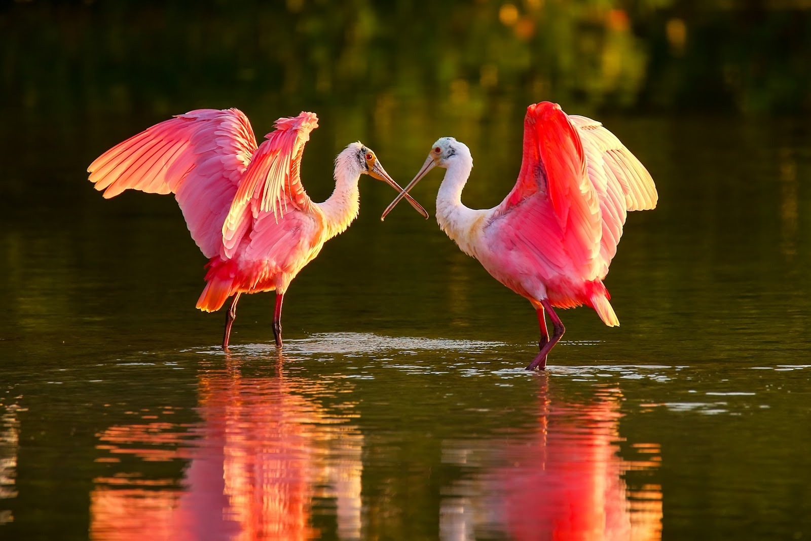 the-magic-of-everglades-wildlife