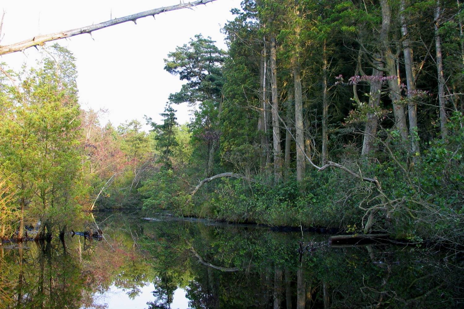 thrilling-mullica-river-tours-with-pinelands-adventures