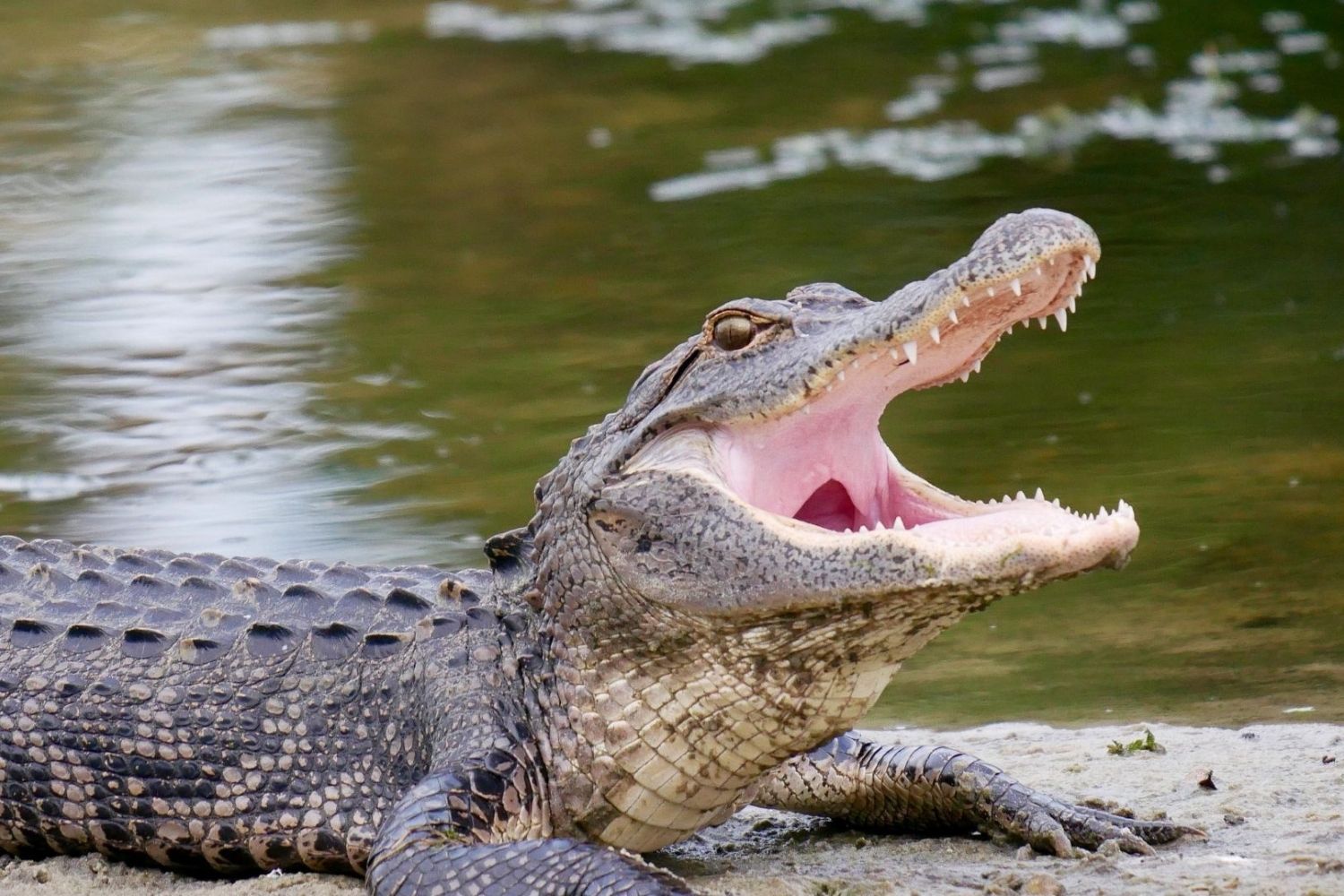 Thrills-Await-At-Myrtle-Beach8217s-Alligator-Adventure thrills-await-at-myrtle-beachs-alligator-adventure
