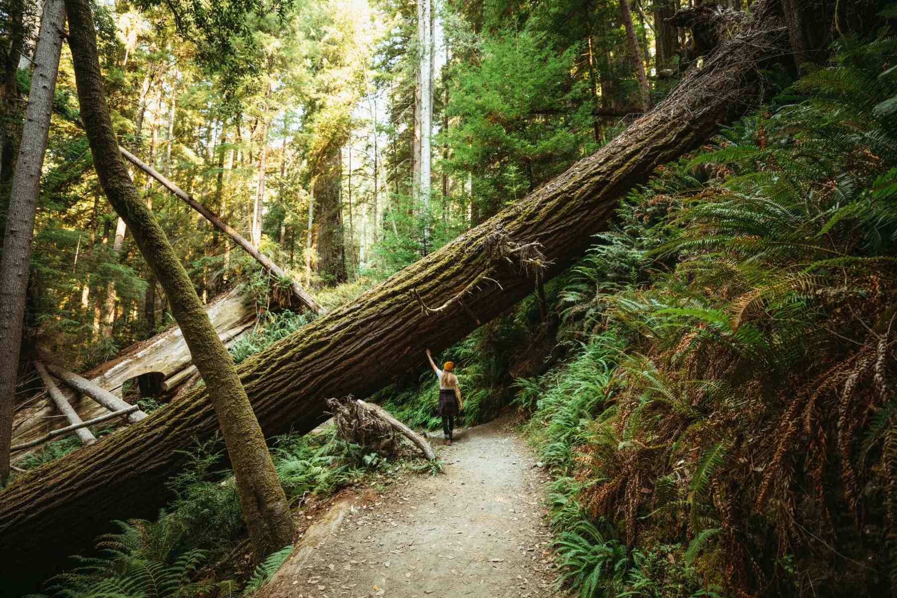 Top-10-Parks-To-Experience-The-Redwoods top-10-parks-to-experience-the-redwoods