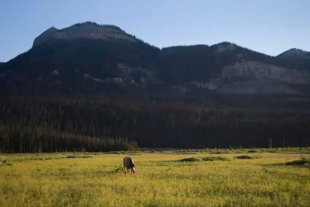 uncover-the-wonders-of-bridger-tetons-vast-backcountry