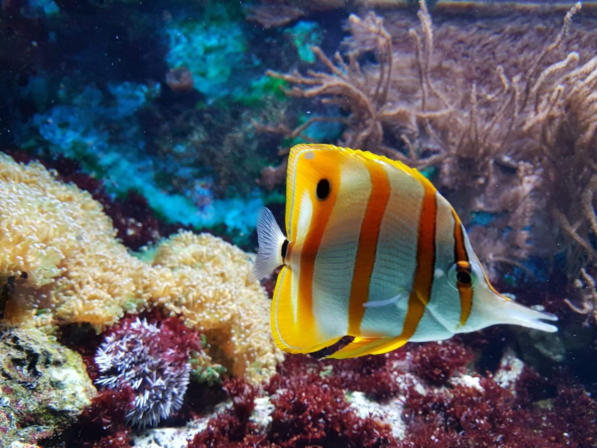 underwater-wonders-await-at-austin-aquarium