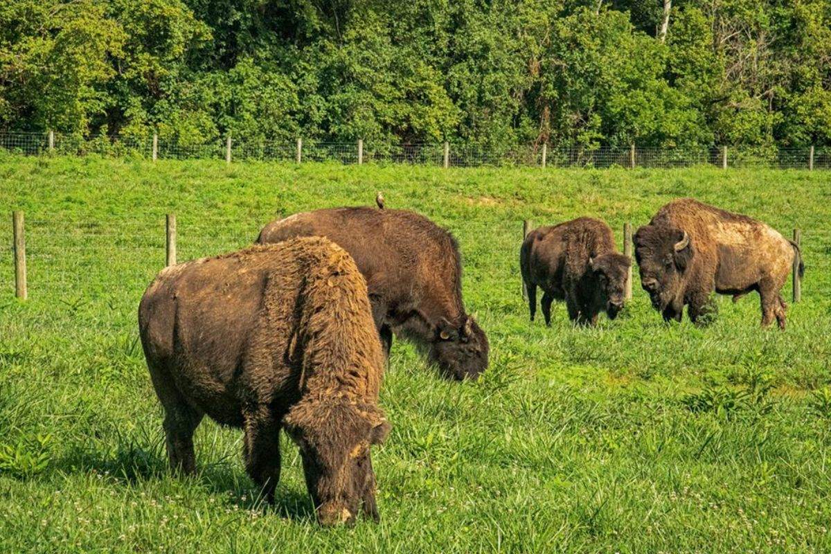 unearth-ice-age-wonders-at-big-bone-lick-state-historic-site