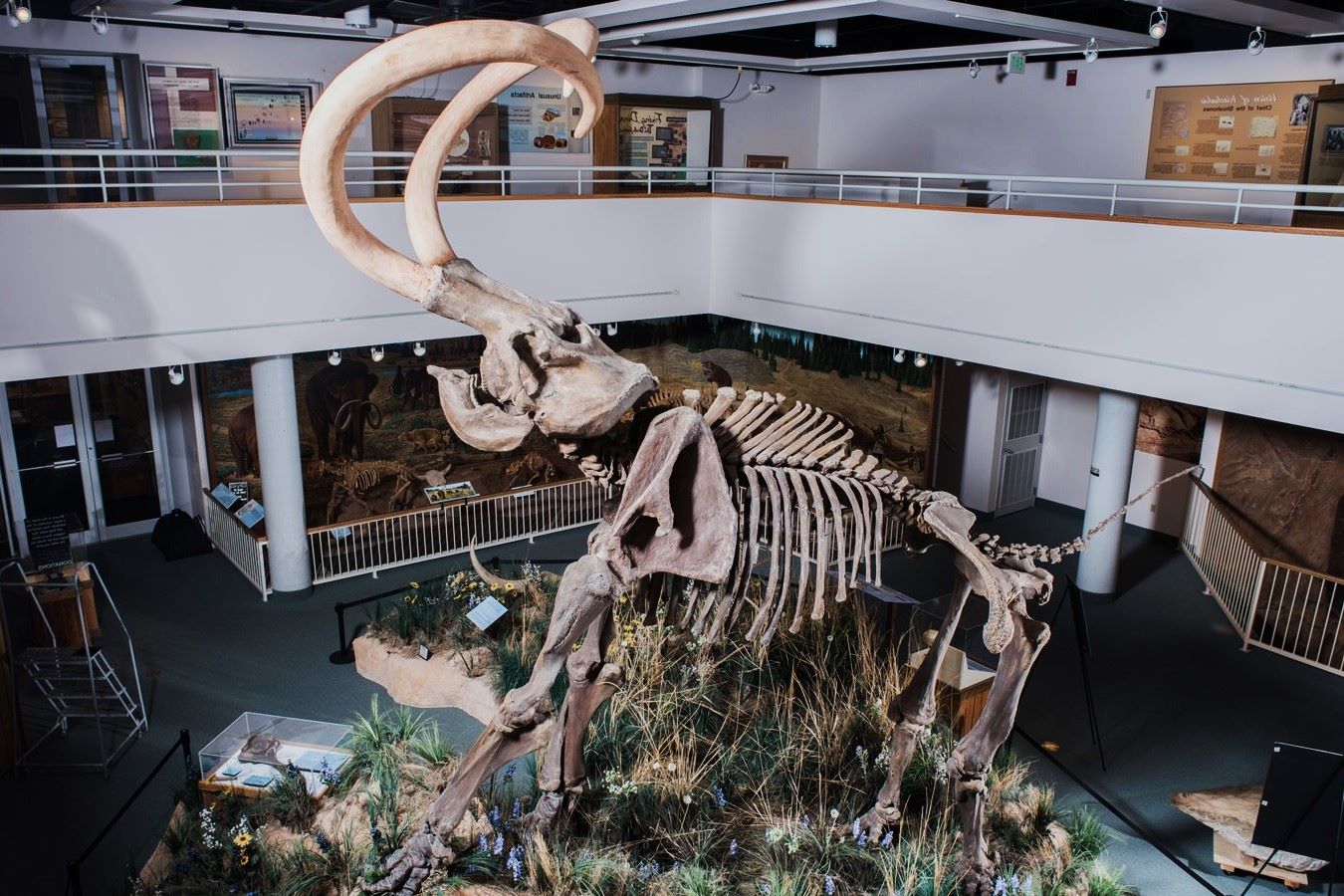 unearth-wonders-at-prices-usu-eastern-prehistoric-museum