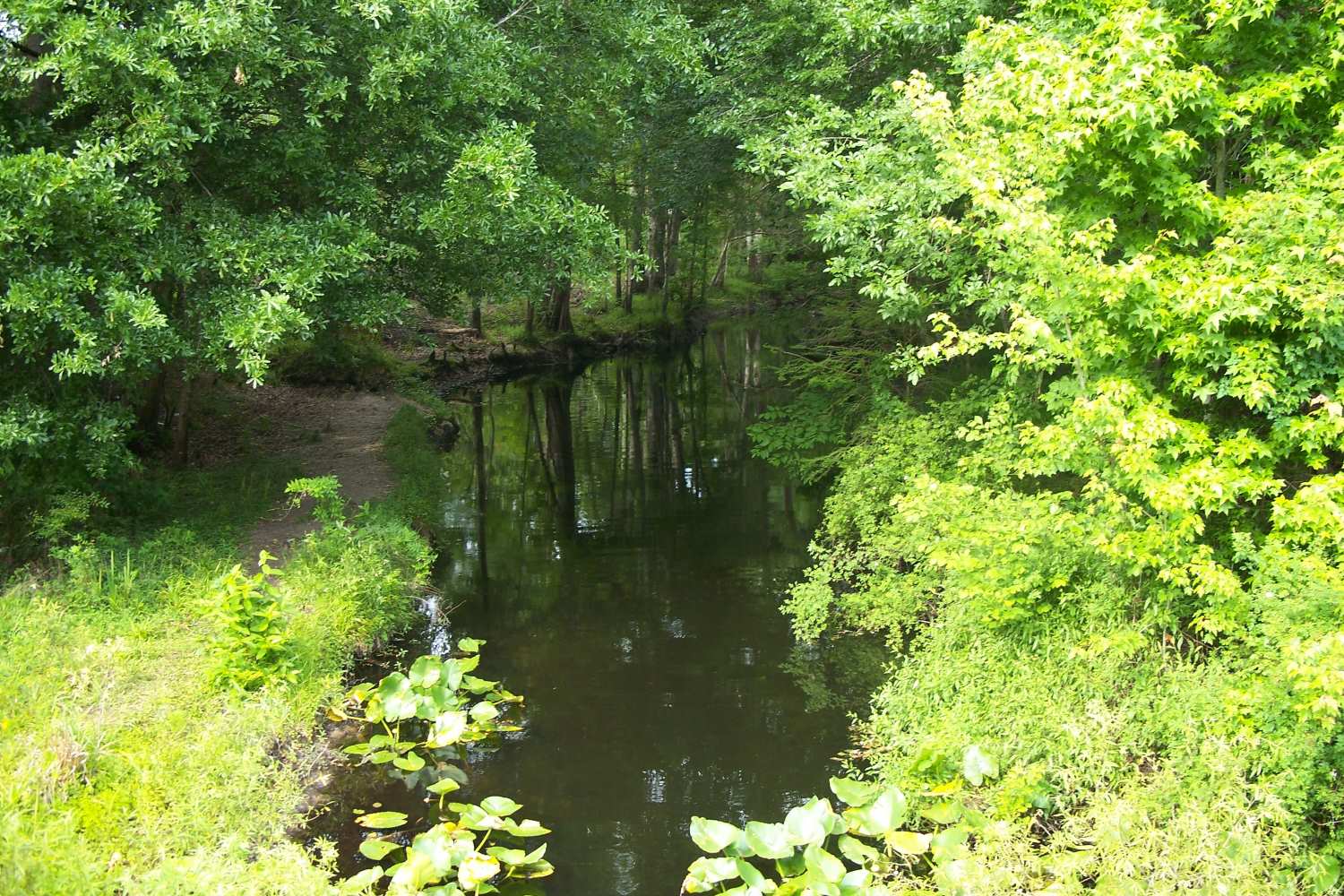 untamed-beauty-of-waccasassa-bay-preserve