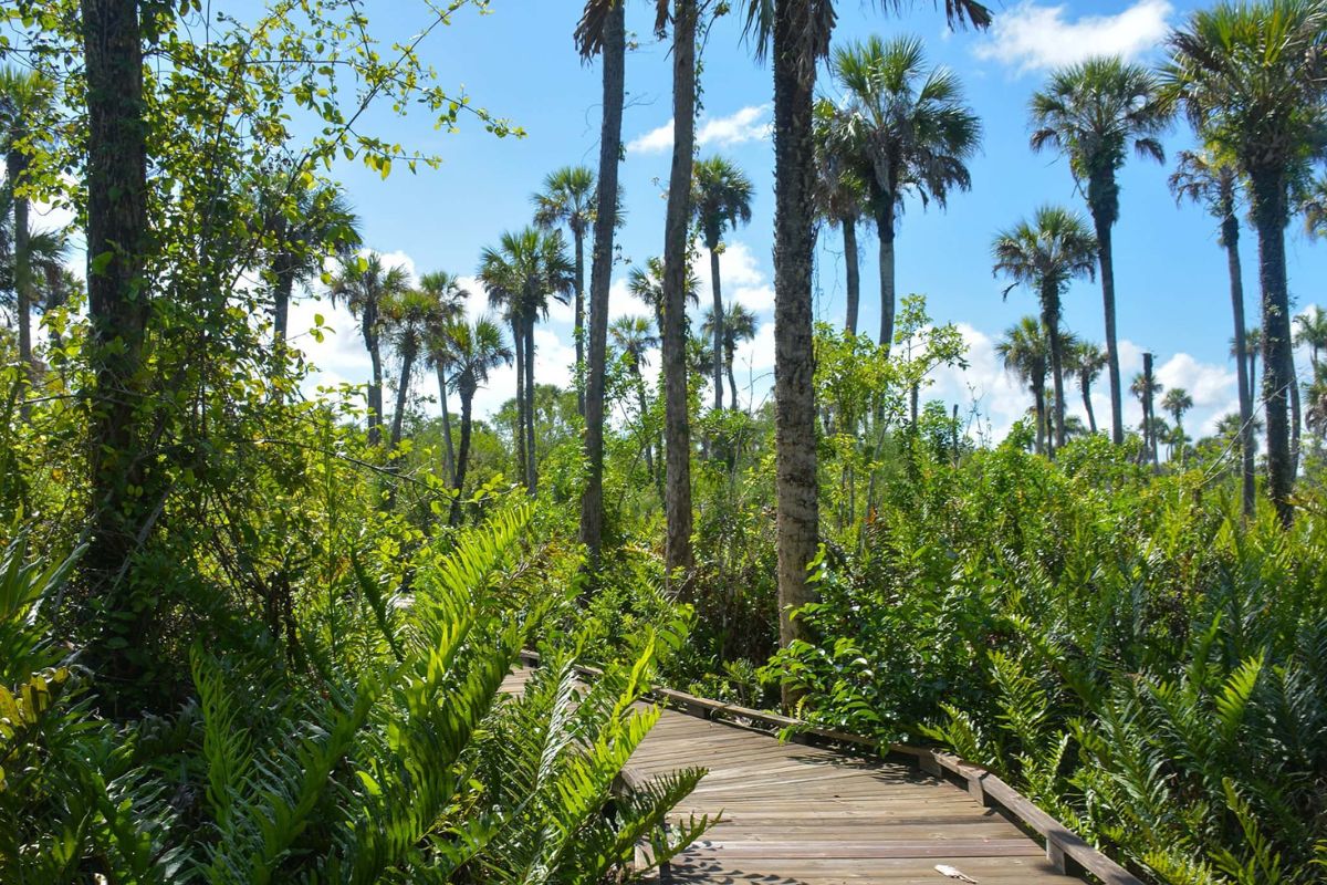 unveil-the-magic-of-collier-seminoles-royal-palm-hammock