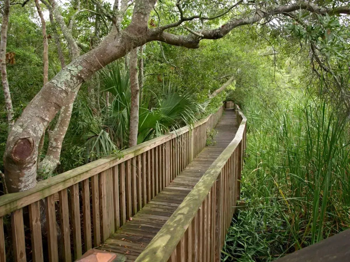 unveil-the-magic-of-sea-pines-forest-preserve