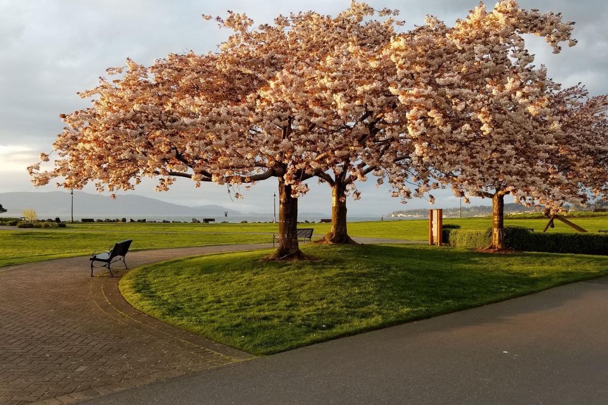unwind-at-bellinghams-scenic-zuanich-point-park