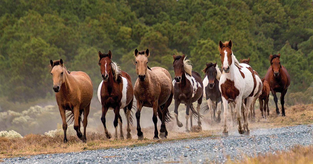 virginias-wild-island-horses