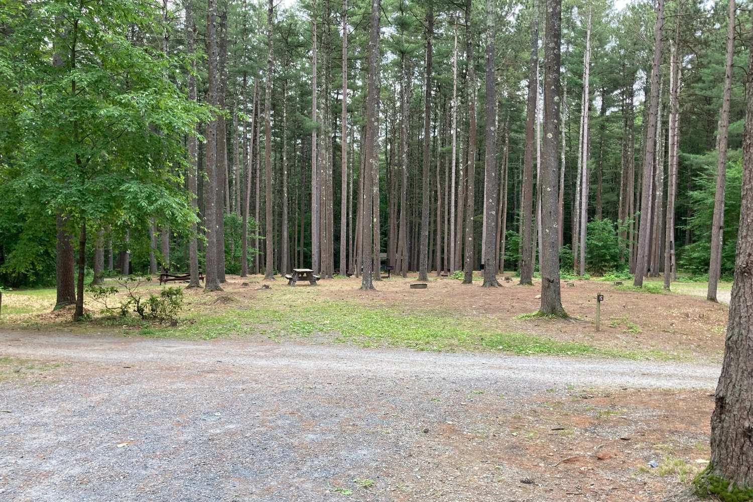 wander-the-wonders-of-willard-brook-state-forest