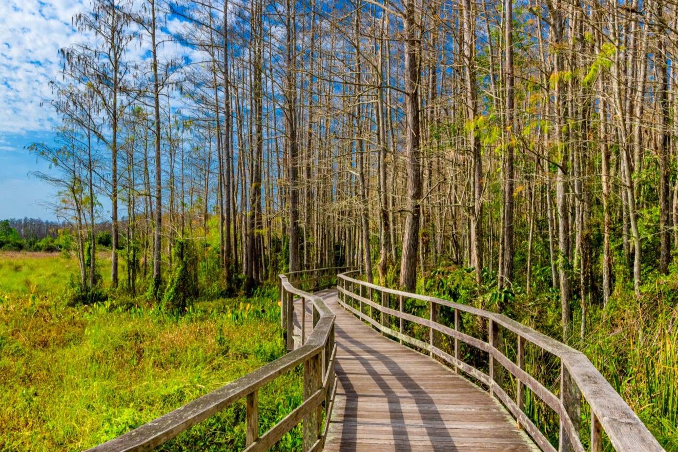 Wander-Through-Corkscrew-Swamp8217s-Enchanting-Cypress-Paths wander-through-corkscrew-swamps-enchanting-cypress-paths